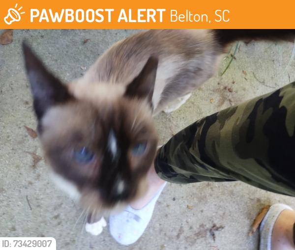 Found/Stray Male Cat last seen Near Hwy 247, Belton SC, Belton, SC 29627