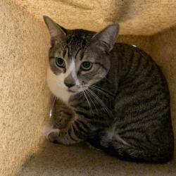 Shelter Stray Male Cat last seen , 361 S Raymond Ave, Pasadena, CA 91105, USA