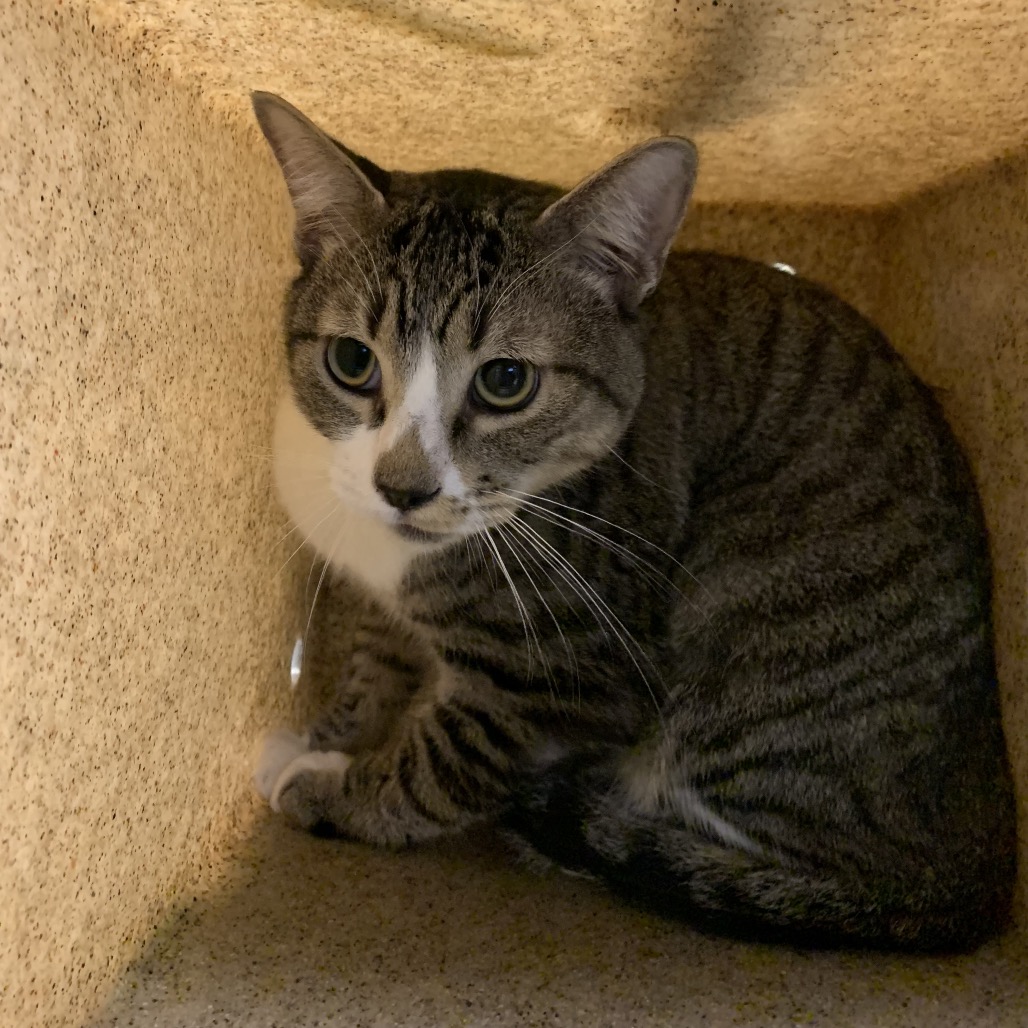 Shelter Stray Male Cat last seen , 361 S Raymond Ave, Pasadena, CA 91105, USA