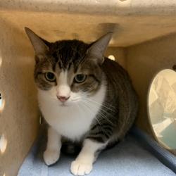 Shelter Stray Male Cat last seen , 361 S Raymond Ave, Pasadena, CA 91105, USA