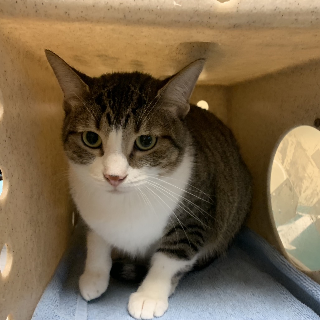 Shelter Stray Male Cat last seen , 361 S Raymond Ave, Pasadena, CA 91105, USA