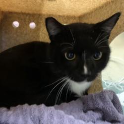 Shelter Stray Male Cat last seen , 361 S Raymond Ave, Pasadena, CA 91105, USA