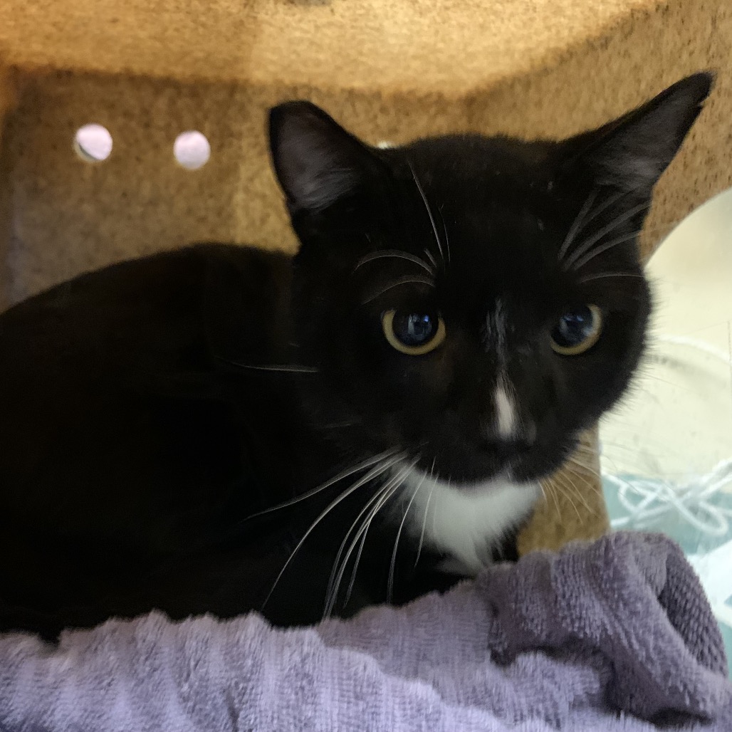 Shelter Stray Male Cat last seen , 361 S Raymond Ave, Pasadena, CA 91105, USA