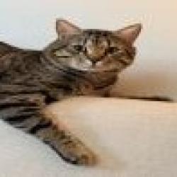 Shelter Stray Male Cat last seen , 361 S Raymond Ave, Pasadena, CA 91105, USA