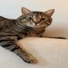 Shelter Stray Male Cat last seen , 361 S Raymond Ave, Pasadena, CA 91105, USA