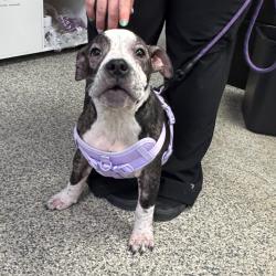 Shelter Stray Female Dog last seen , 244 Georgetown Rd, Jacksonville, NC 28540, USA