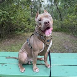 Shelter Stray Male Dog last seen , 8020 Washington St, Port Richey, FL 34668, USA