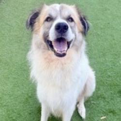 Shelter Stray Male Dog last seen , 3607 N Armenia Ave, Tampa, FL 33607, USA