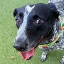 Shelter Stray Female Dog last seen , 3607 N Armenia Ave, Tampa, FL 33607, USA