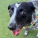 Shelter Stray Female Dog last seen , 3607 N Armenia Ave, Tampa, FL 33607, USA