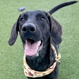 Shelter Stray Female Dog last seen , 3607 N Armenia Ave, Tampa, FL 33607, USA