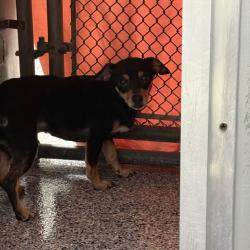 Shelter Stray Male Dog last seen , 328 Furman Hall Rd, Greenville, SC 29609, USA