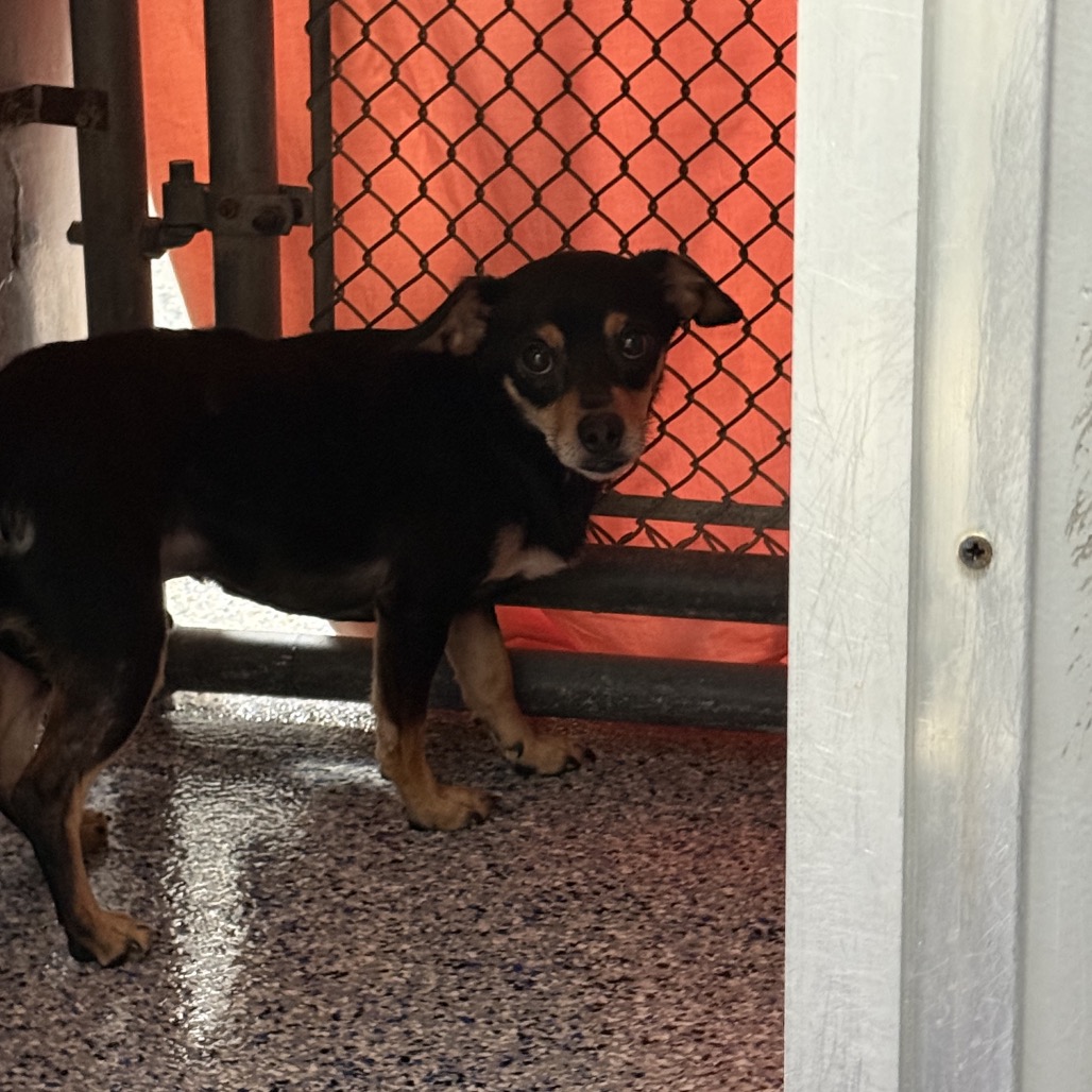 Shelter Stray Male Dog last seen , 328 Furman Hall Rd, Greenville, SC 29609, USA
