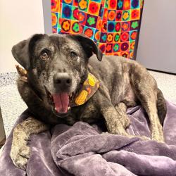 Shelter Stray Male Dog last seen , 328 Furman Hall Rd, Greenville, SC 29609, USA