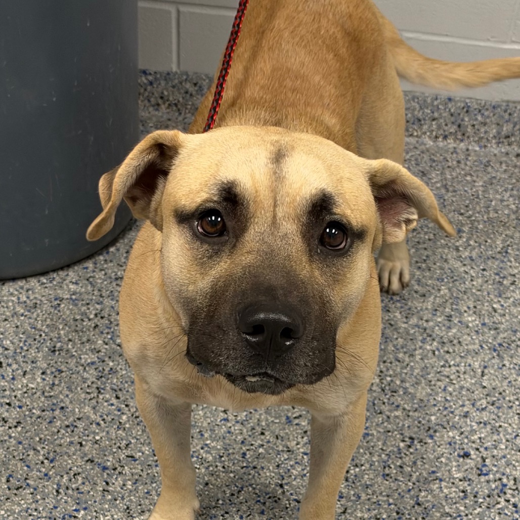 Shelter Stray Male Dog last seen , 328 Furman Hall Rd, Greenville, SC 29609, USA