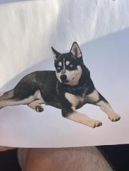 Reunited Female Dog last seen Franklin st and S kings highway, Alexandria, VA 22306