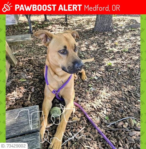 Lost Male Dog last seen Plum st park, Medford, OR 97501