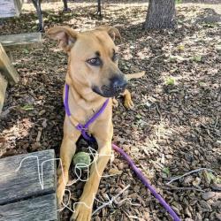Lost Male Dog last seen Plum st park, Medford, OR 97501