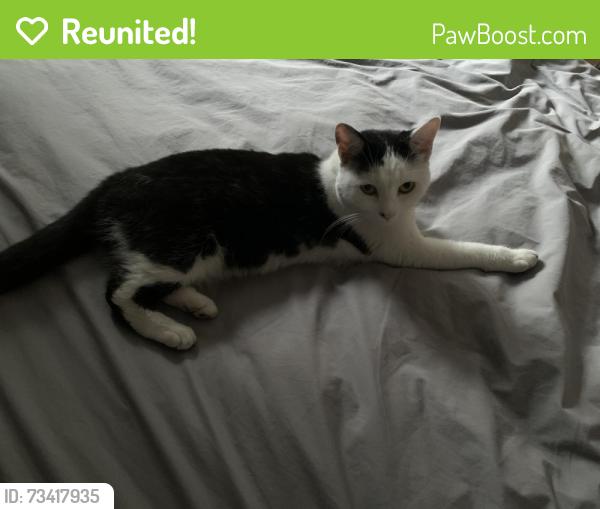 Reunited Female Cat last seen New kings road, Greater London, England 
