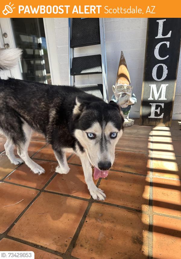Found/Stray Female Dog last seen McDowell and granite reef, Scottsdale, AZ 85257