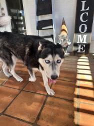Found/Stray Female Dog last seen McDowell and granite reef, Scottsdale, AZ 85257