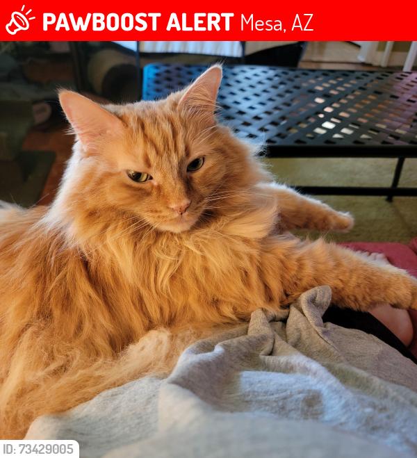 Lost Male Cat last seen Exchange on the 8th apmts, Mesa, AZ 85210