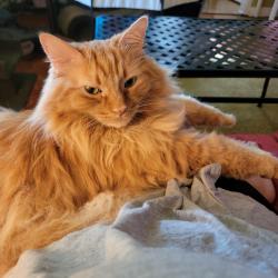 Lost Male Cat last seen Exchange on the 8th apmts, Mesa, AZ 85210