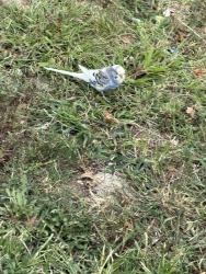 Found/Stray Unknown Bird last seen 67th avenue and Woodhaven blvd, Queens, NY 11374