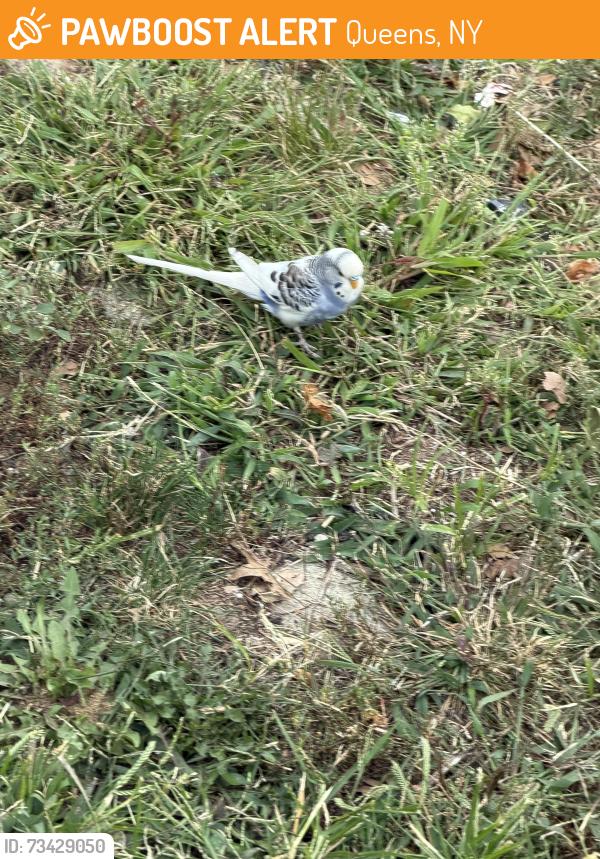 Found/Stray Unknown Bird last seen 67th avenue and Woodhaven blvd, Queens, NY 11374