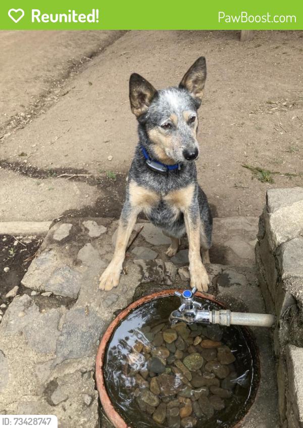 Reunited Male Dog last seen Fruitvale Ave/Tiffin Ave, Oakland, CA 94602