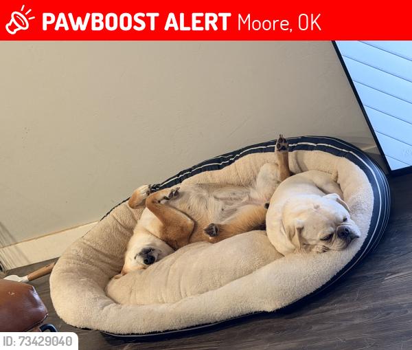 Lost Male Dog last seen Plaza towers close to winco, Moore, OK 73160