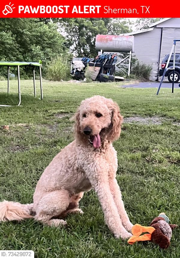 Lost Male Dog last seen Near state hwy 56, Sherman, TX 75092