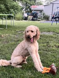 Lost Male Dog last seen Near state hwy 56, Sherman, TX 75092
