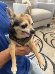 Reunited Female Dog last seen Mulberry and Dogwood St, Las Cruces, NM 88001