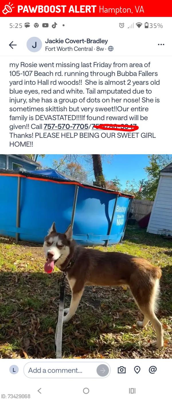 Lost Female Dog last seen Fox Hill rd, Hampton, VA 23664