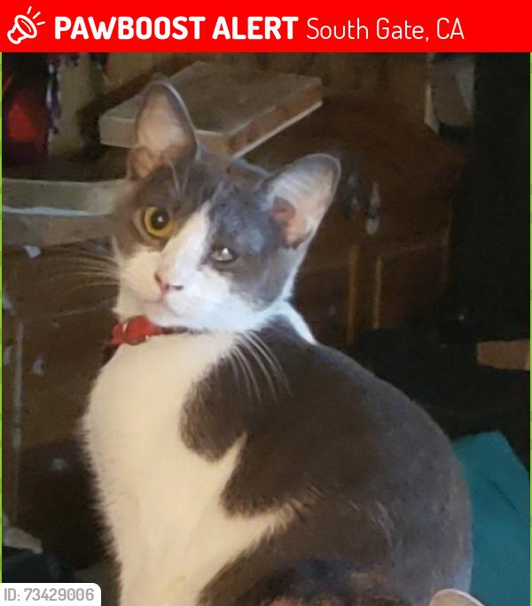 Lost Female Cat last seen Near Florence Ave, South Gate, CA 90280, South Gate, CA 90280