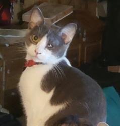 Lost Female Cat last seen Near Florence Ave, South Gate, CA 90280, South Gate, CA 90280