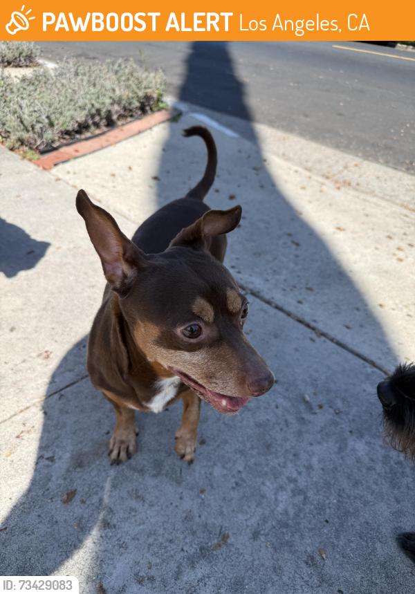 Found/Stray Unknown Dog last seen 7th & 36th, Los Angeles, CA 90018