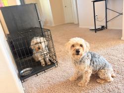 Lost Male Dog last seen Acoma and Evans, Surprise, AZ 85379
