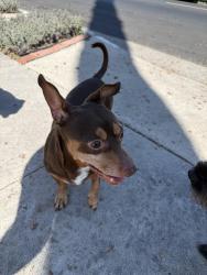 Found/Stray Unknown Dog last seen 7th & 36th, Los Angeles, CA 90018