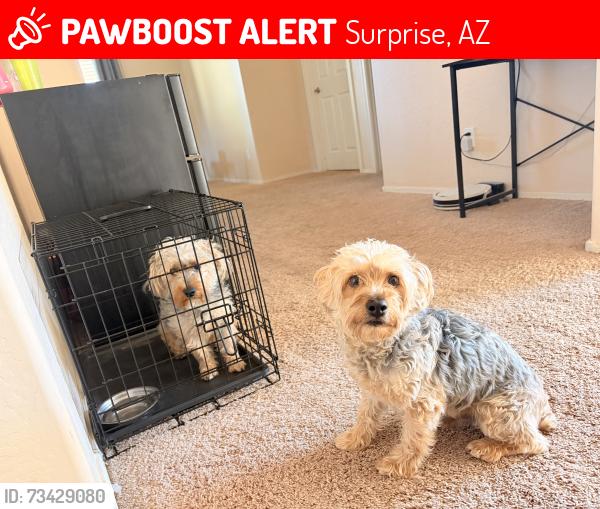 Lost Male Dog last seen Acoma and Evans, Surprise, AZ 85379