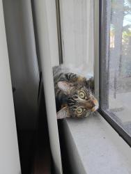 Reunited Female Cat last seen Alta cima pool, Escondido, CA 92027