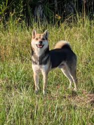 Found/Stray Unknown Dog last seen Nimitz and Chadwick, Lehigh Acres, FL 33974