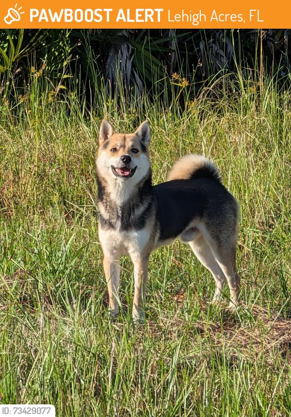 Found/Stray Unknown Dog last seen Nimitz and Chadwick, Lehigh Acres, FL 33974