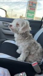 Lost Female Dog last seen Tipton,Wanda,Lesly,Collin,story rd, Irving, TX 75060