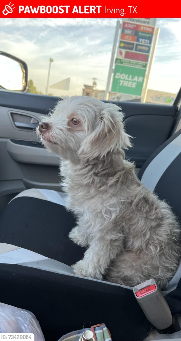 Lost Female Dog last seen Tipton,Wanda,Lesly,Collin,story rd, Irving, TX 75060