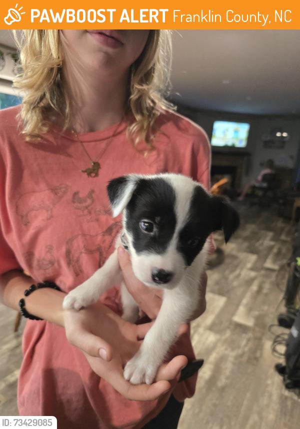 Found/Stray Male Dog last seen Duke Valentine Wynne Rd, Franklin County, NC 27549