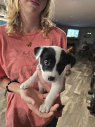 Found/Stray Male Dog last seen Duke Valentine Wynne Rd, Franklin County, NC 27549