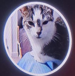 Lost Female Cat last seen 21st west and ave s, Saskatoon, SK S7M 2Z6