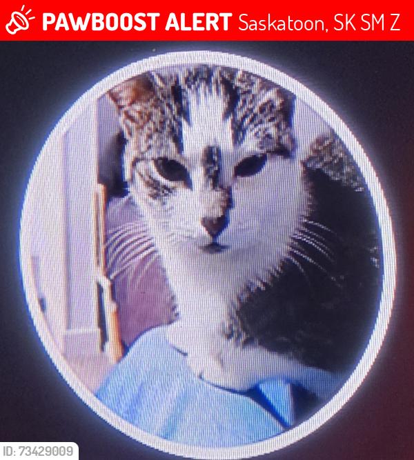 Lost Female Cat last seen 21st west and ave s, Saskatoon, SK S7M 2Z6